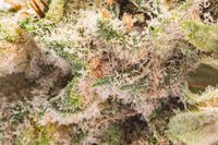 Banana OG Product image