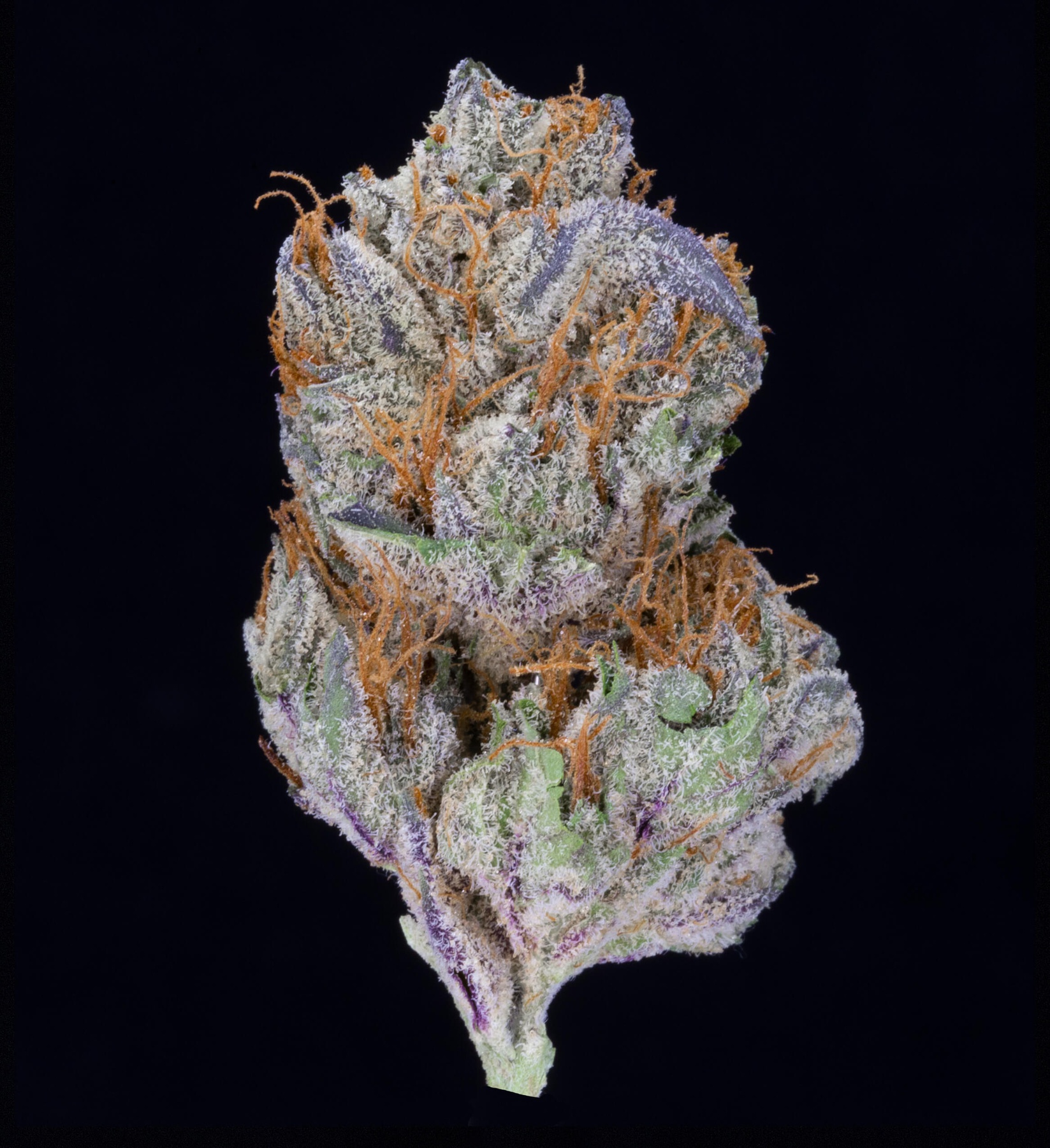 Blackwater OG #9 (AU Limit: 3.5g TOTAL flower / No Med Limit) Product image