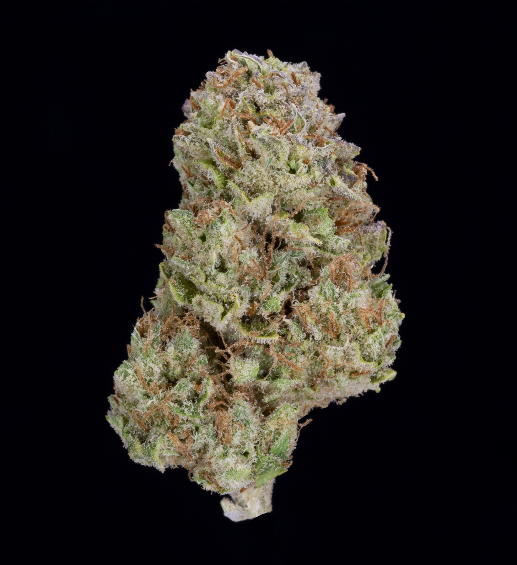Blackwater OG (AU Limit: 3.5g TOTAL flower / No Med Limit) Product image