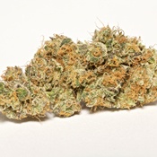 Blissful Wizard Product image