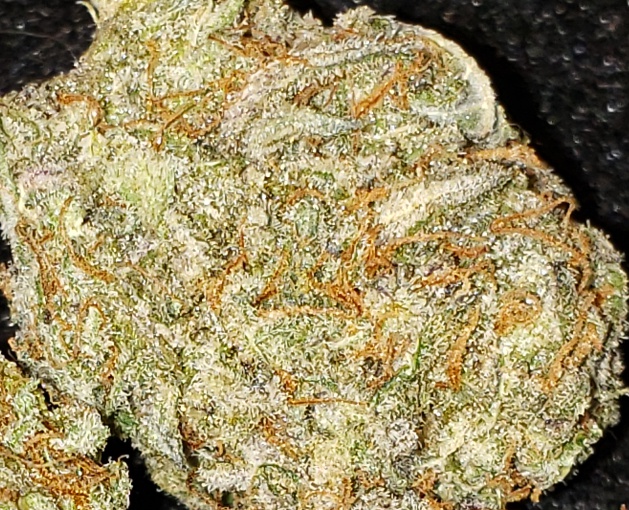 Blue Zkittles (FREE) Product image