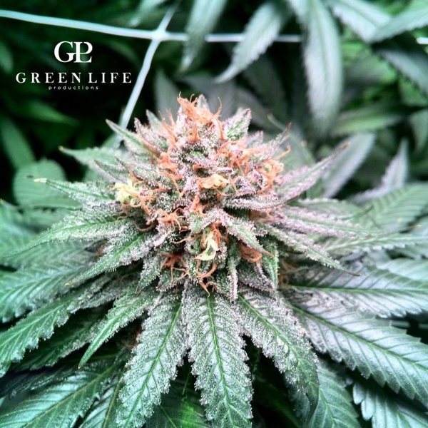 Lavender Marijuana Strain Reviews AllBud