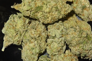 SFV OG | Marijuana Strain Reviews | AllBud