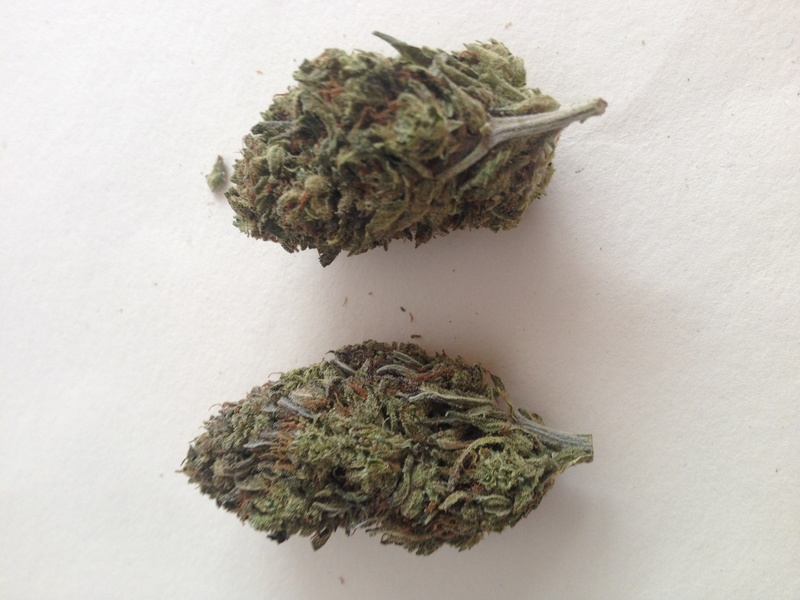Blue Cheese Marijuana Strain Reviews AllBud