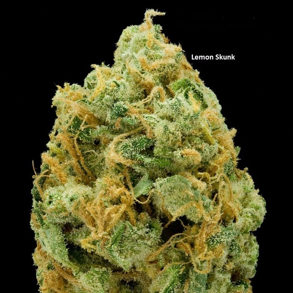 Lemon Skunk | Marijuana Strain Reviews | AllBud