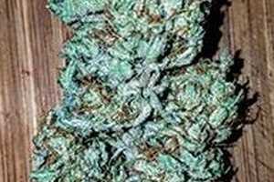 Cotton Candy Kush | Marijuana Strain Reviews | AllBud