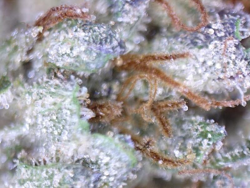 OG Strawberry Marijuana Strain Reviews AllBud