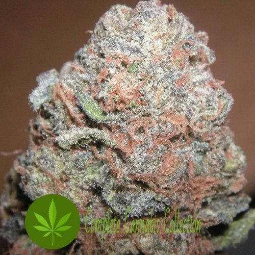 Pineapple Express Marijuana Strain Reviews AllBud