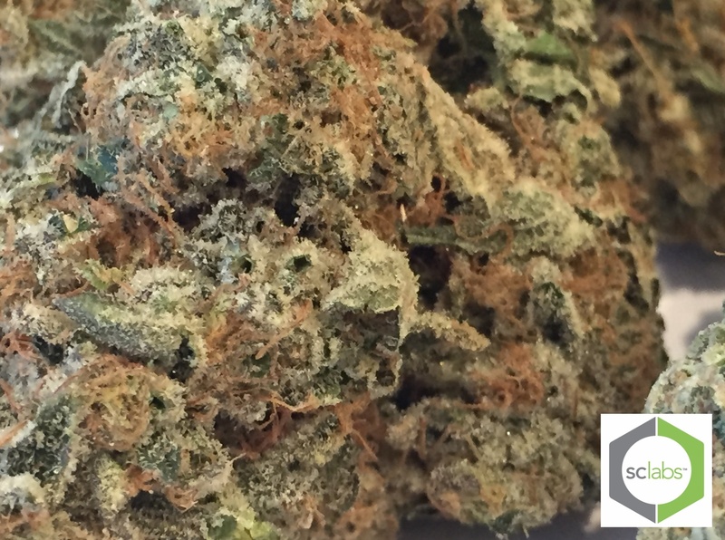 Wedding Cake | Marijuana Strain Reviews | AllBud