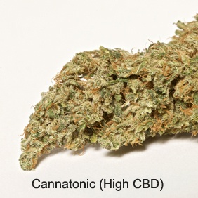 Cannatonic Product image