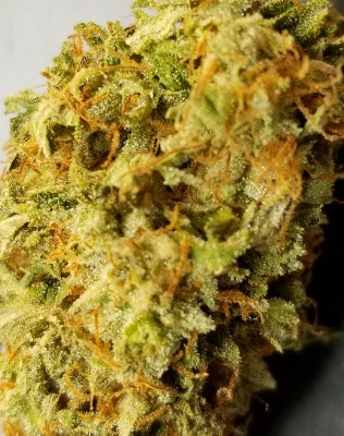Cherry AK-47 (FREE) Product image