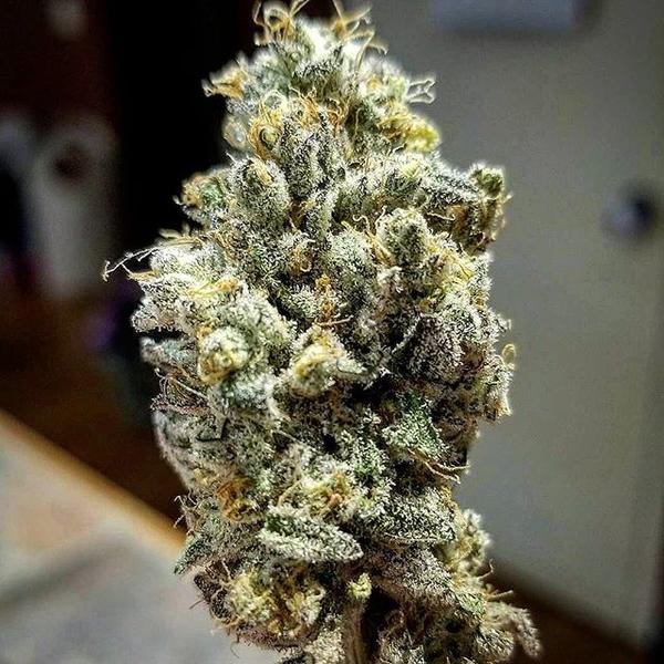 Citradelic Sunset Product image