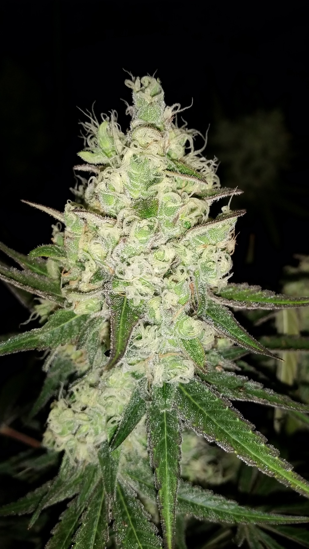 CPS Depacan Product image