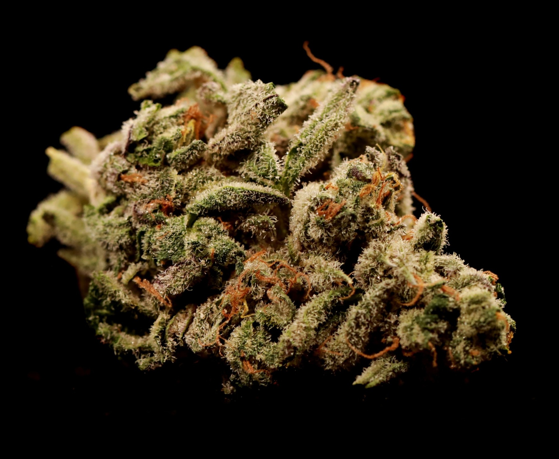 Garlic Icing Pied Cow AllBud