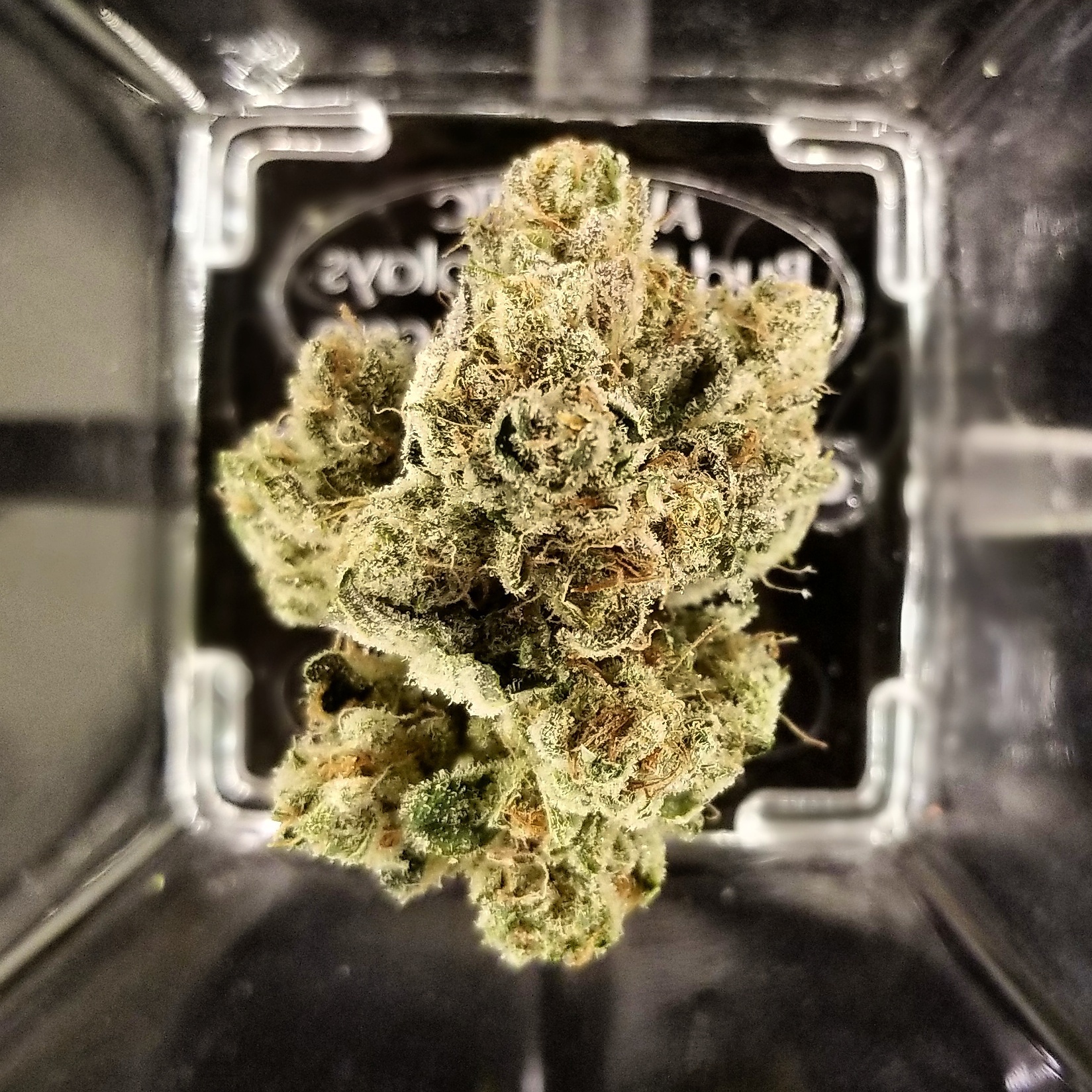 GG #4 Product image