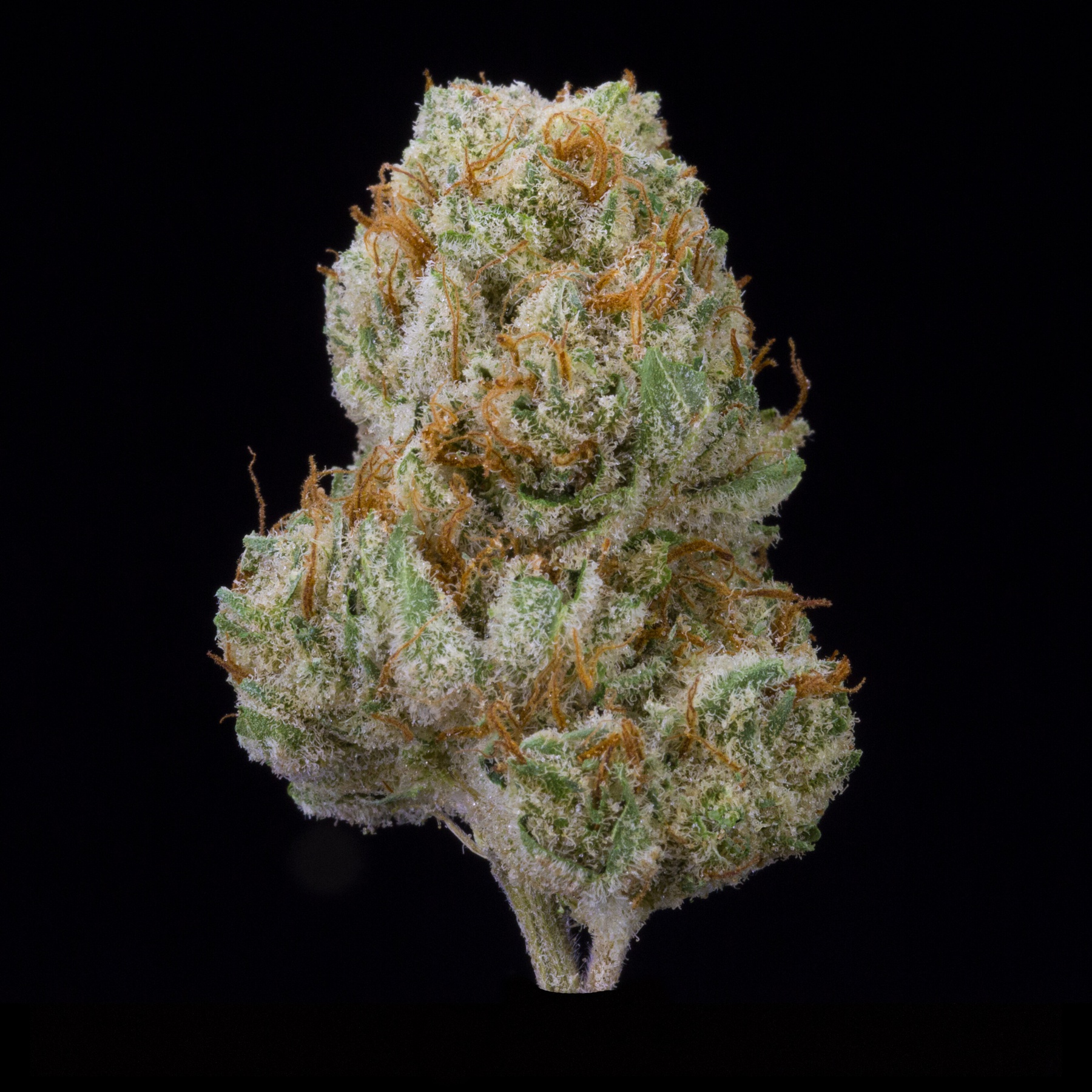 Golden Lemon (AU Limit: 3.5g TOTAL flower / No Med Limit) Product image