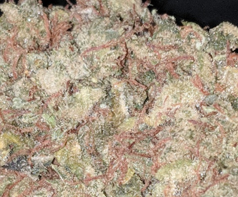 Green Monster (FREE) Product image