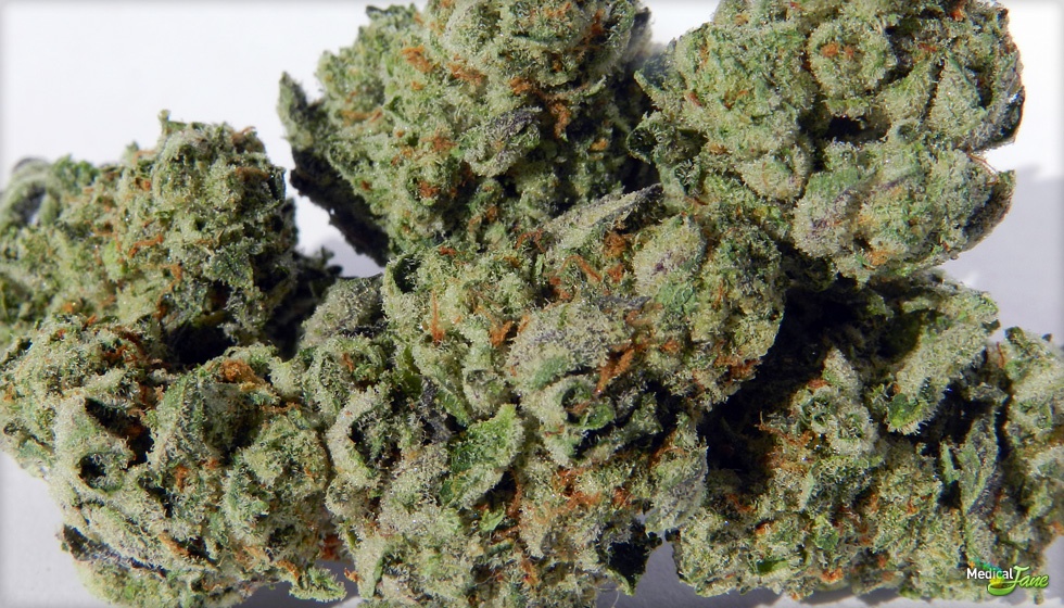 GSC Product image