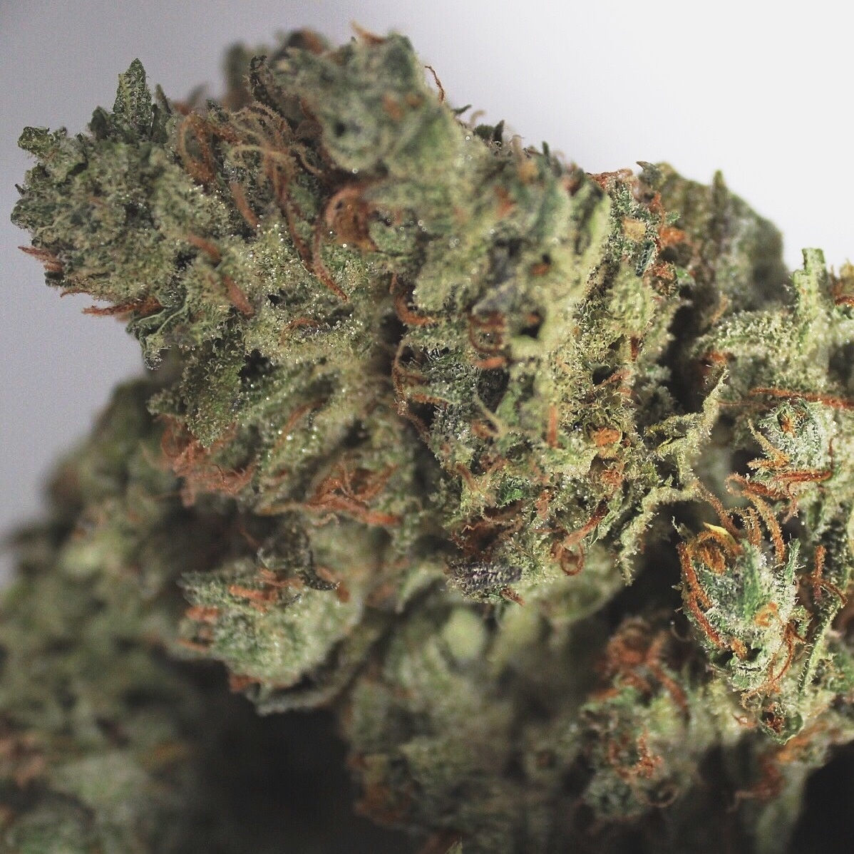 marijuana flower purple starburst 3 takoma wellness center allbud