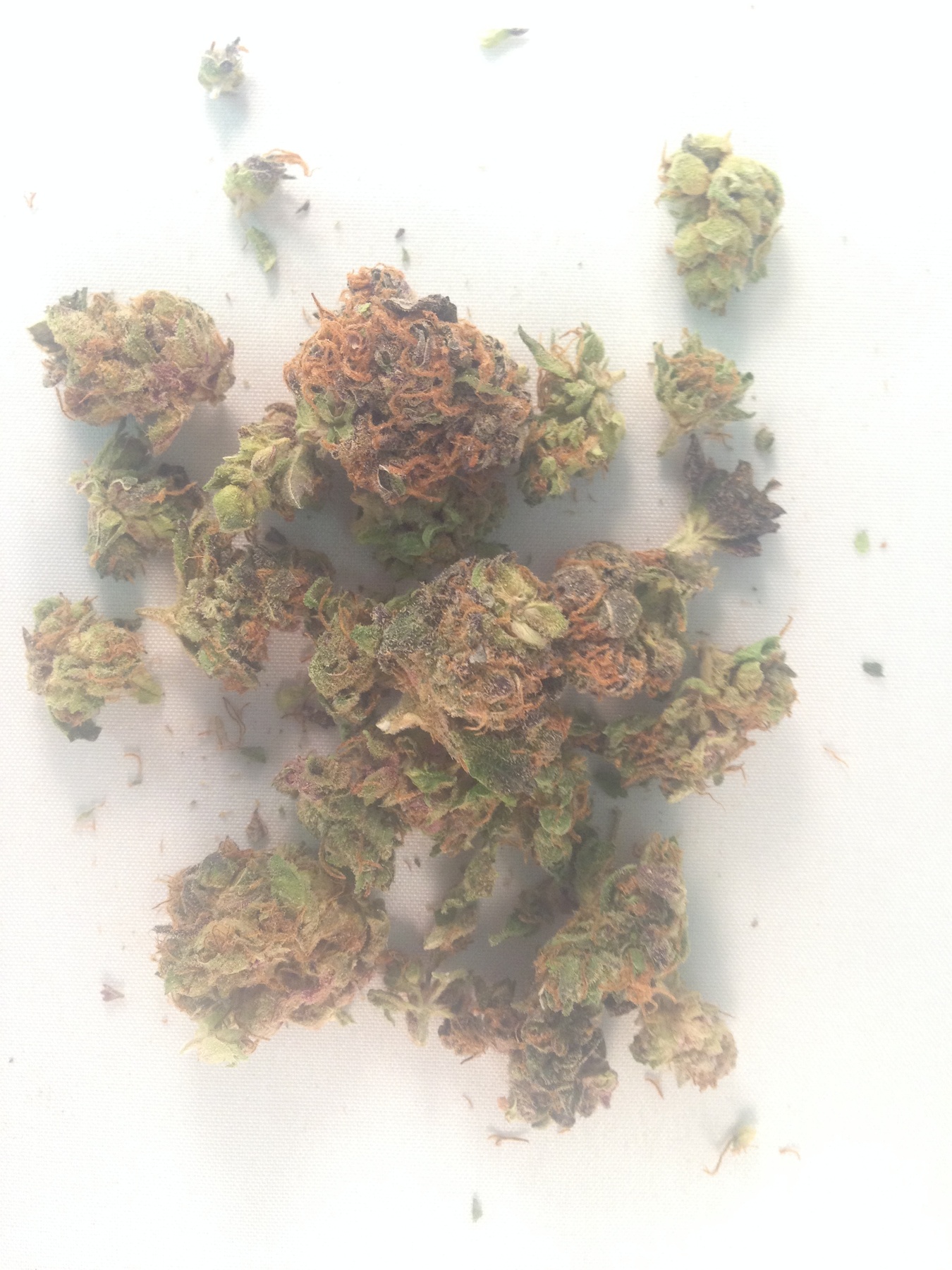 Theraplant 14032 Product image