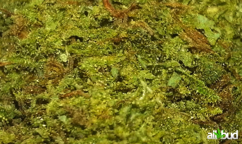 Blue Cheese Marijuana Strain Information & Reviews AllBud