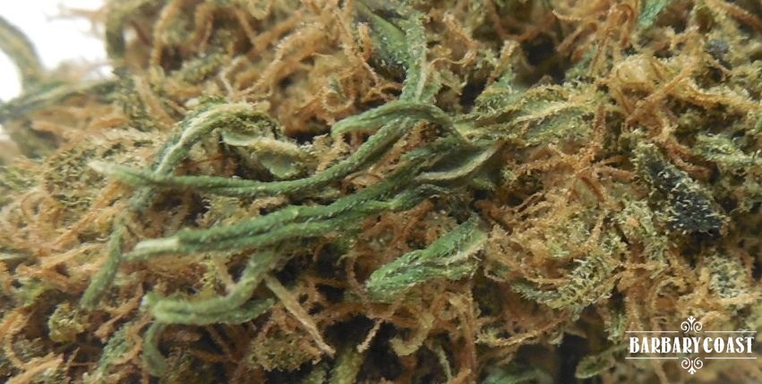 Cannatonic archive 1