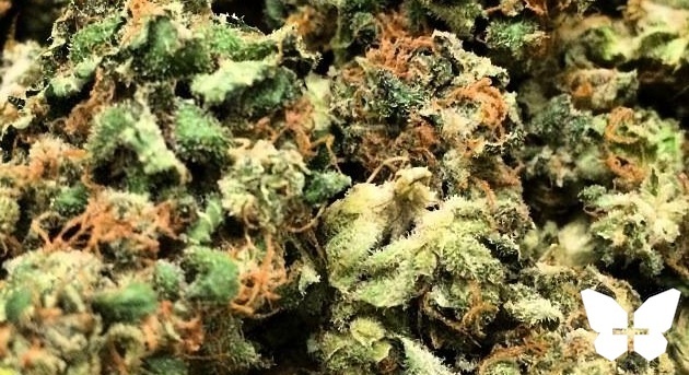 CrossWalker Marijuana Strain Information & Reviews | AllBud