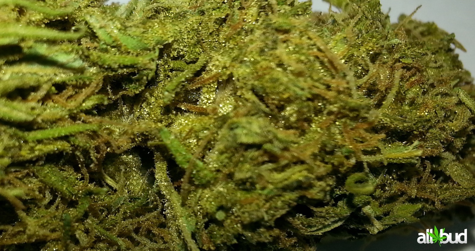Dairy Queen Marijuana Strain Information & Reviews AllBud