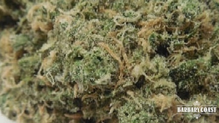 Double Dream Marijuana Strain Information & Reviews | AllBud