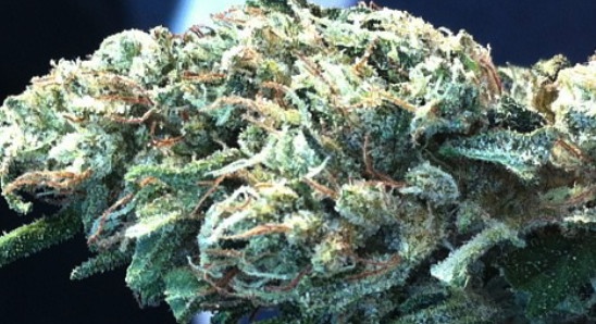 East Coast Diesel >> East Coast Sour Diesel Marijuana Strain Reviews Allbud East Coast Diesel >> East Coast Sour Diesel Marijuana Strain Reviews Allbud
