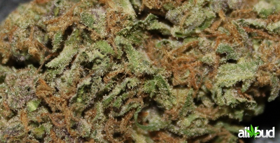 Grand Poobah archive 0