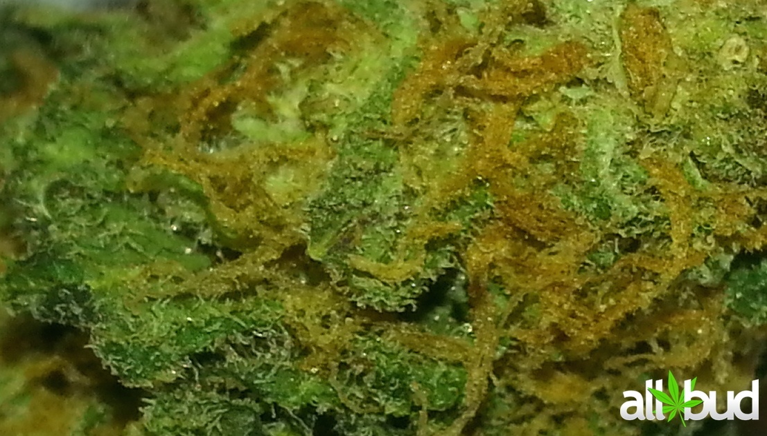 Herijuana Product image