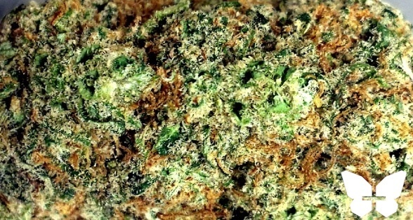 Hindu Skunk