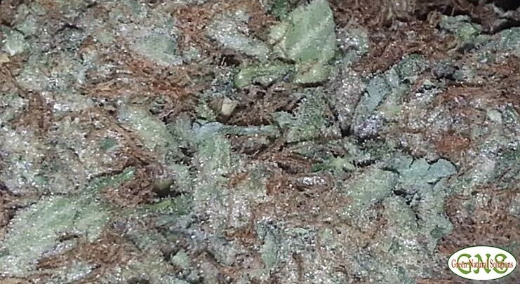 Mendocino Purps