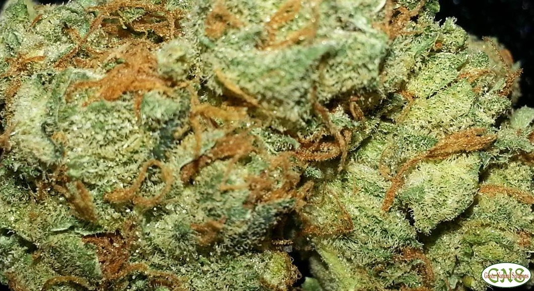 Motivation Marijuana Strain Information & Reviews AllBud