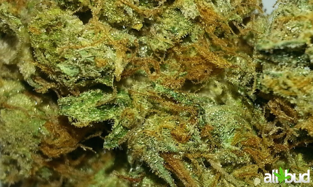 Obama OG Marijuana Strain Information & Reviews | AllBud