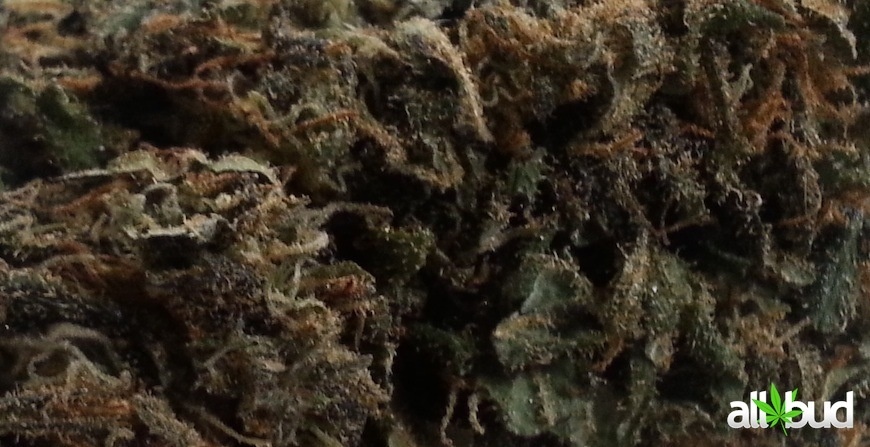 OG Eddy Lepp archive 0