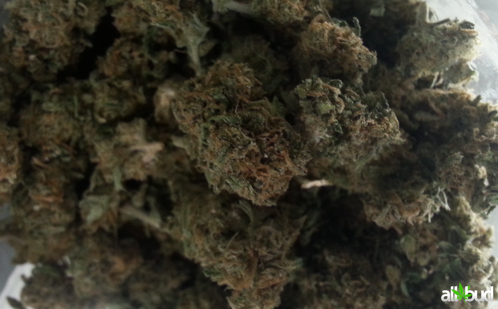 Omrita RX Marijuana Strain Information & Reviews | AllBud
