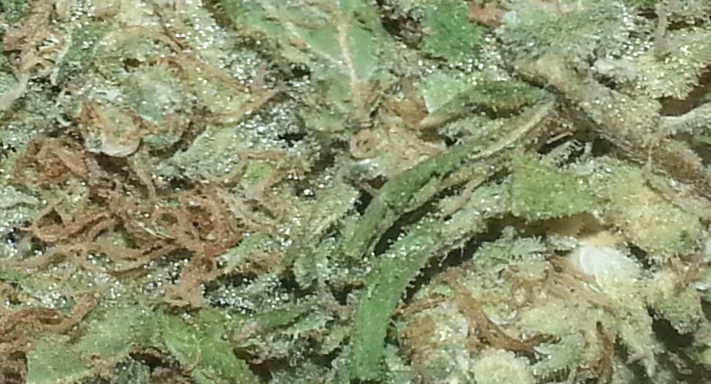 Opal Avalanche Product image