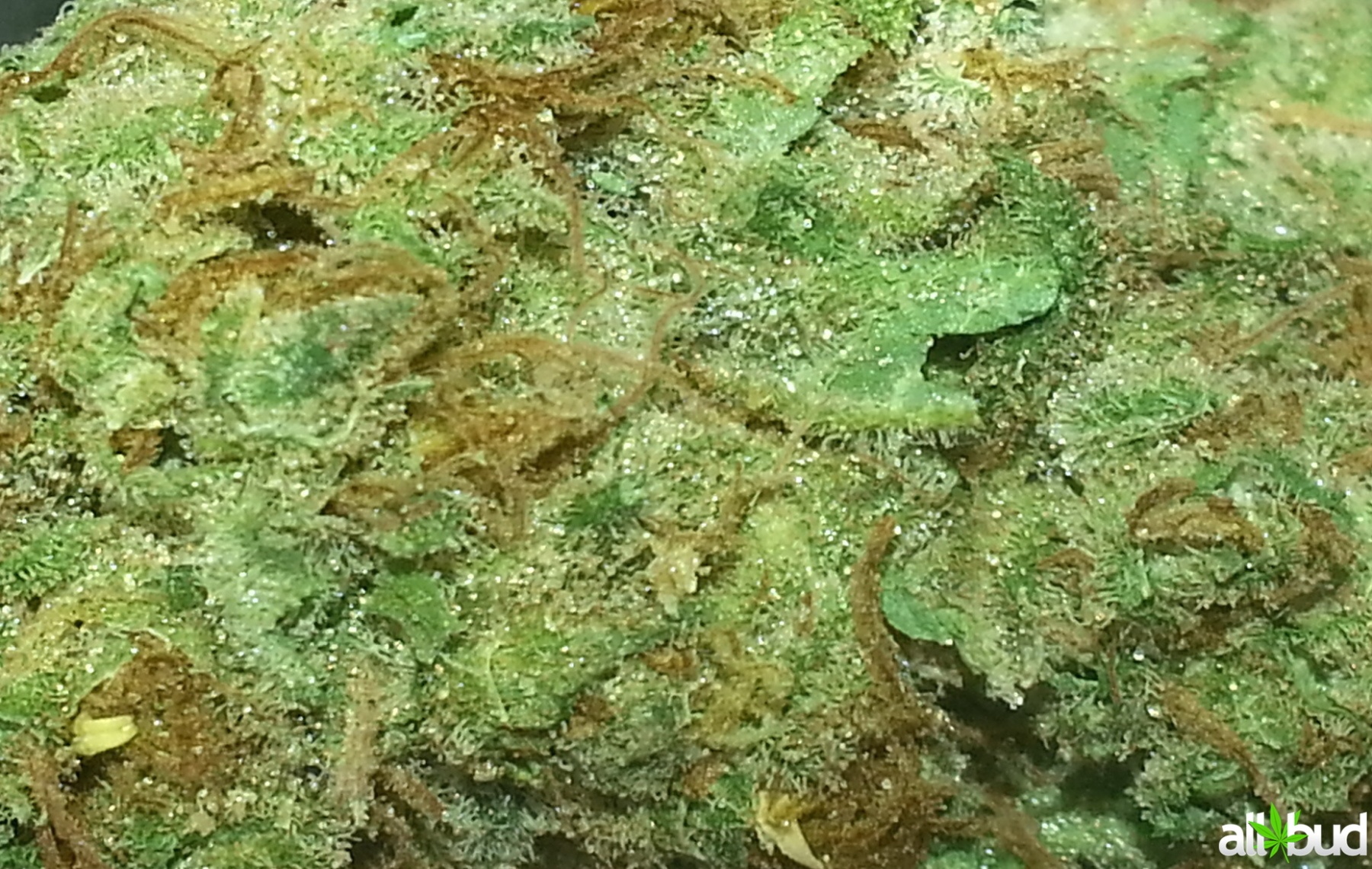 Pine Queen Product image