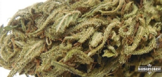 Sour Tsunami: strain page photo, credit allbud.s3.amazonaws.com, copyright status shown with credit copyright unverified