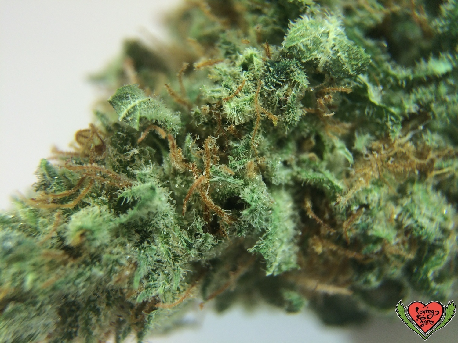 Space Dawg Marijuana Strain Information & Reviews AllBud