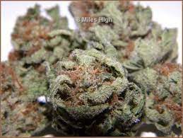 8 Miles High archive 1