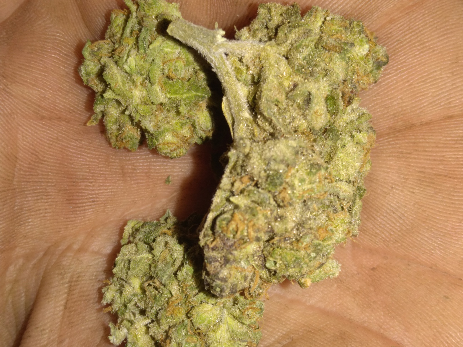 88 G-13 Marijuana Strain Information & Reviews | AllBud