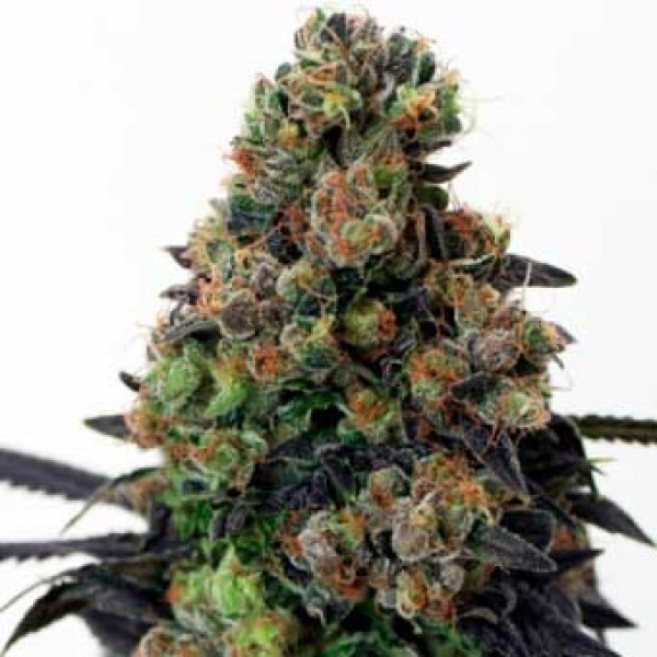 Acid Dough archive 1