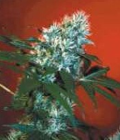 Afghan Mango archive 1