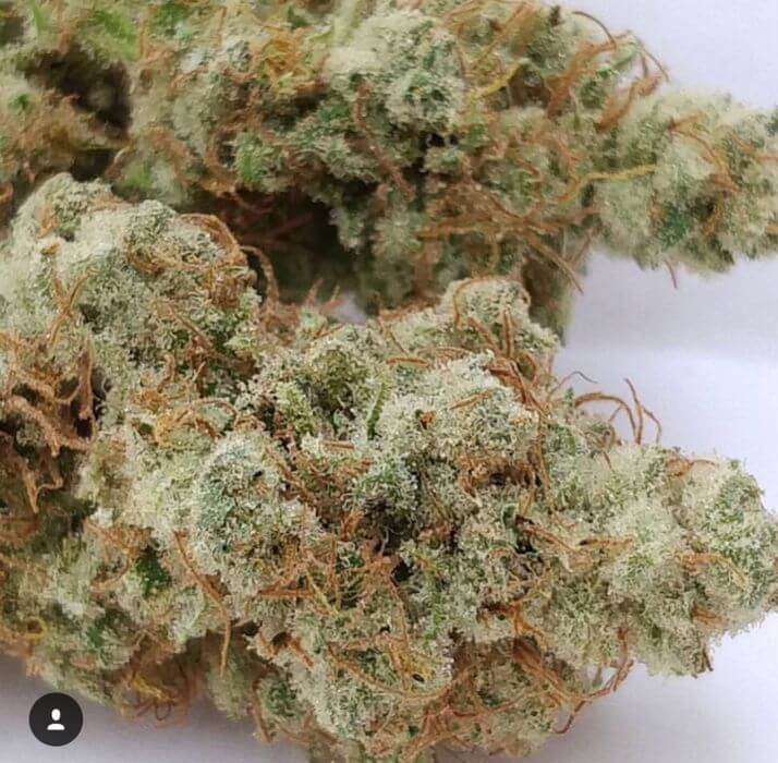 Afghan Peach archive 1