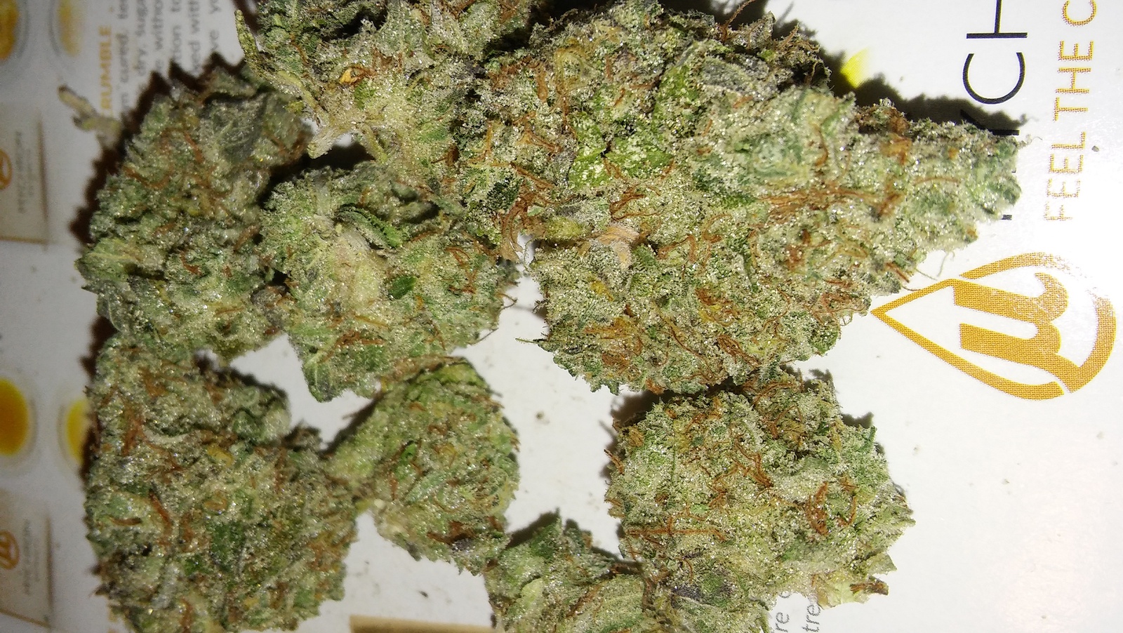 Afghani Bullrider archive 1