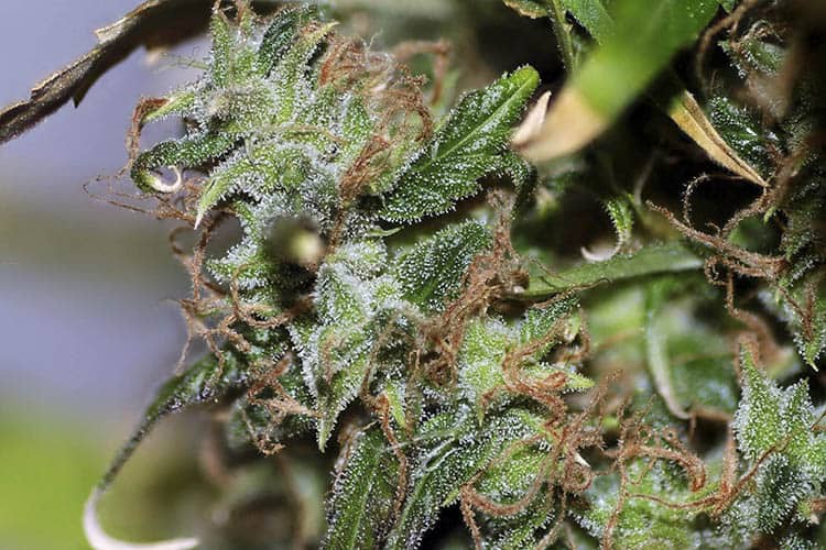 Afghani Gold archive 1