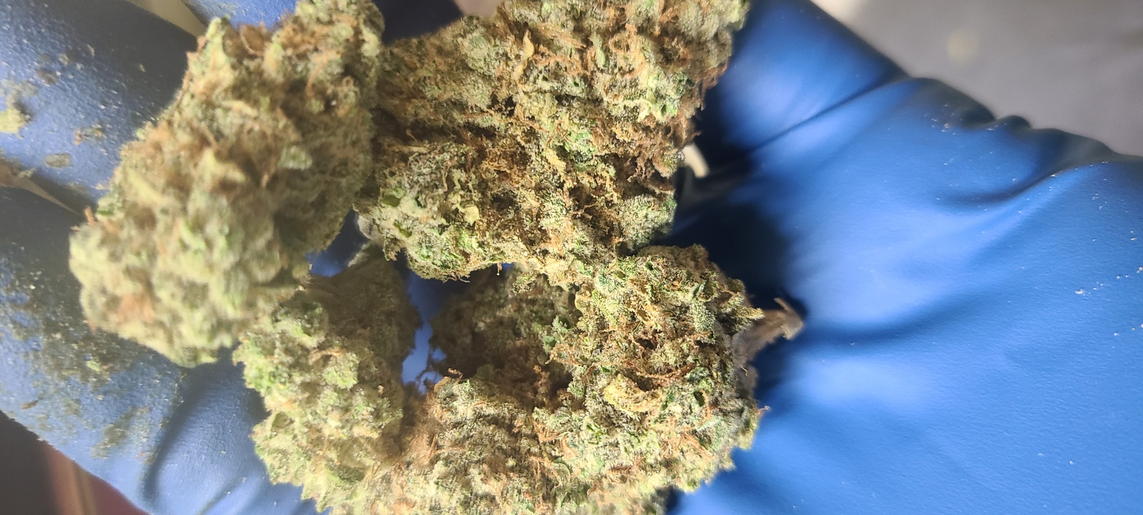 Afghani Hindu Kush archive 1